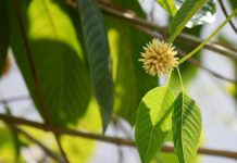 DEA’s Latest Ban Plan: Kratom DEA latest ban plan kratom