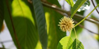 DEA’s Latest Ban Plan: Kratom DEA latest ban plan kratom