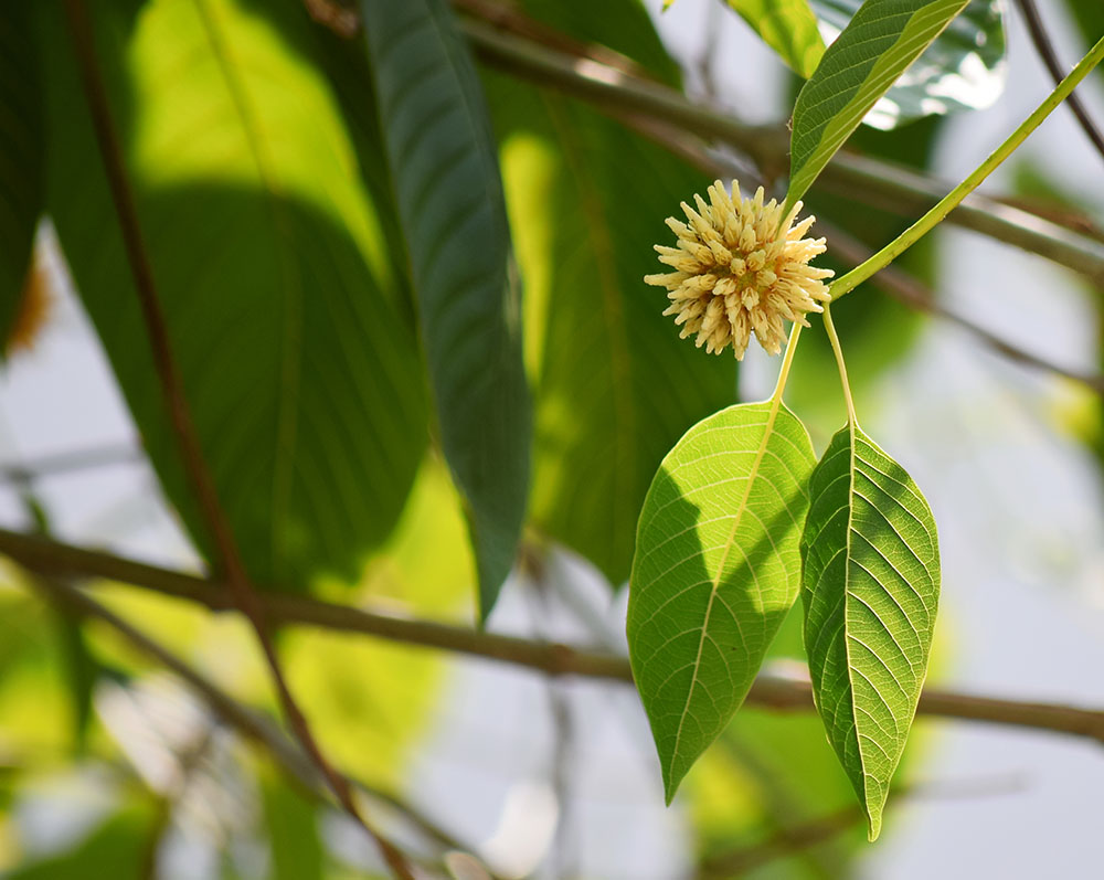 DEA’s Latest Ban Plan: Kratom