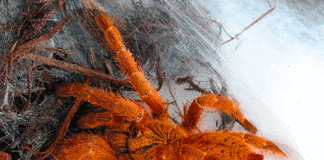 Spider venom shows promise as alternative to opioid painkillers, study shows spider venom alternative opioid painkiller study