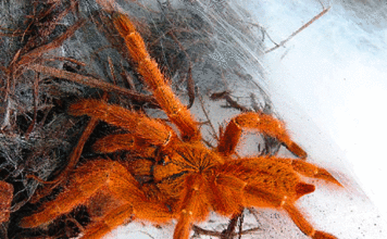 Spider venom shows promise as alternative to opioid painkillers, study shows spider venom alternative opioid painkiller study