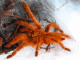 Spider venom shows promise as alternative to opioid painkillers, study shows spider venom alternative opioid painkiller study