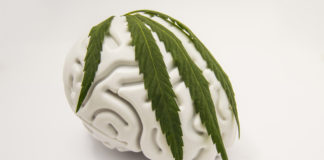 Marijuana blunts natural reward responses in the brain marijuana effects on the brain