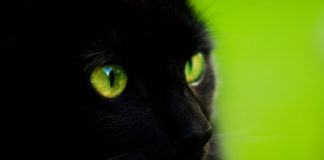 People struggling with addiction are now using pets to get drugs People struggling with addiction are now using their pets to get drugs