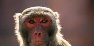 Anti-heroin vaccine closer to reality, stops ‘high’ in primates anti-heroin_vaccine_closer_to_reality__stops____high____in_primates_720