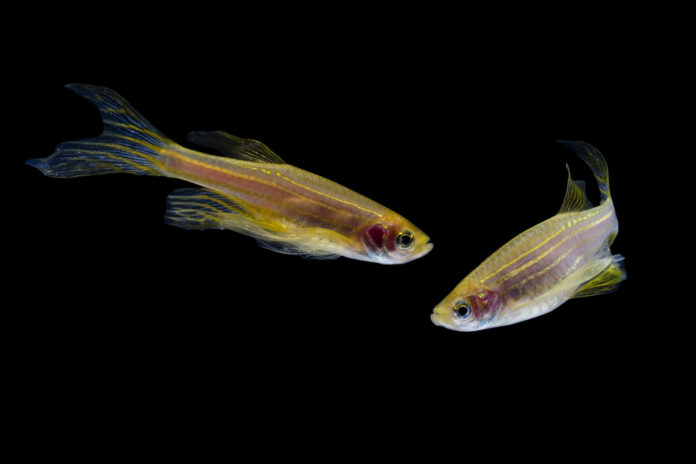 Zebrafish can be key in improving opioid addiction treatment