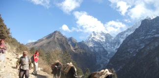 Villagers in Nepal Risk their Lives for Psychedelic Honey