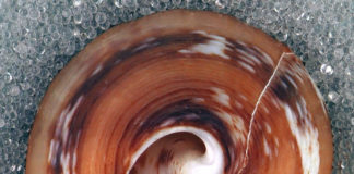 DoD Invests in Sea Slugs to Mitigate Soldier Addiction