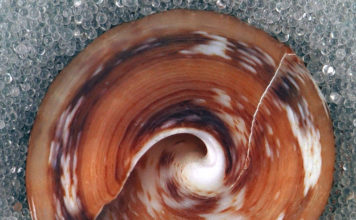 DoD Invests in Sea Slugs to Mitigate Soldier Addiction