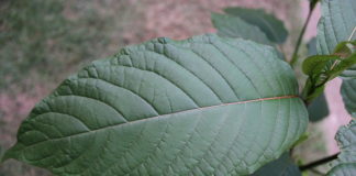 FDA Enforces Recall of Kratom Products Amid Fears of Salmonella
