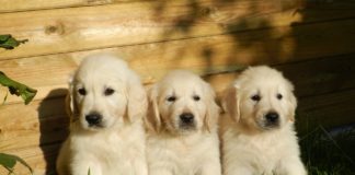 Veterinarian Accused of Using Puppies to Smuggle Heroin Goes to Court