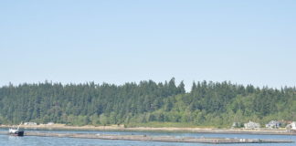 Puget Sound Mussels Test Positive for Oxycodone