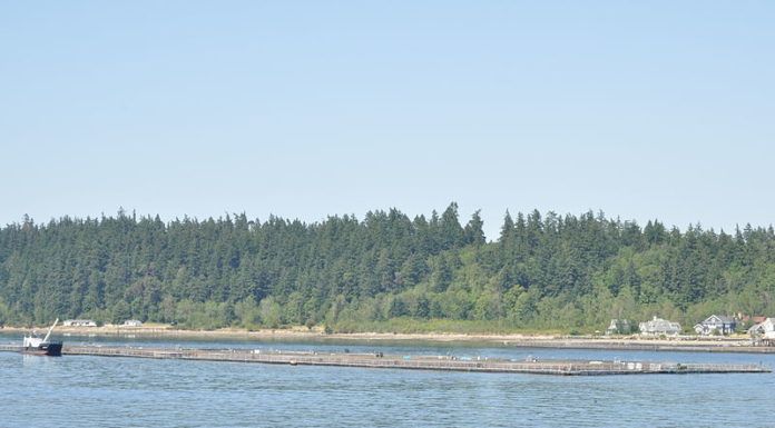 Puget Sound Mussels Test Positive for Oxycodone