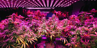 DEA Plans to Quintuple Amount of Cannabis Grown for Research DEA Plans to Quintuple Amount of Cannabis Grown for Research