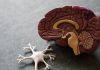 Effects of Alcohol on the Brain: New research identifies compulsive drinking behavior Areas that Alcohol Effects the Brain