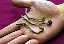 Can You Smoke Shrooms? Effects and Dangers of Smoking Psilocybin