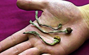 Can You Smoke Shrooms? Effects and Dangers of Smoking Psilocybin