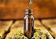 CBG vs CBD: What are the Differences and Similarities cbg cannabinoid