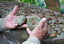 Is Peyote Legal? Learn the Side Effects and Risk of Abuse Peyote Drug