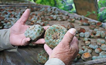 Is Peyote Legal? Learn the Side Effects and Risk of Abuse Peyote Drug