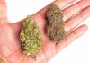 Sativa vs Indica: What are the Differences Between the two Strains difference between sativa and indica