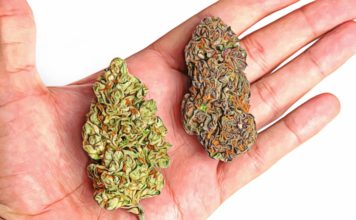 Sativa vs Indica: What are the Differences Between the two Strains difference between sativa and indica