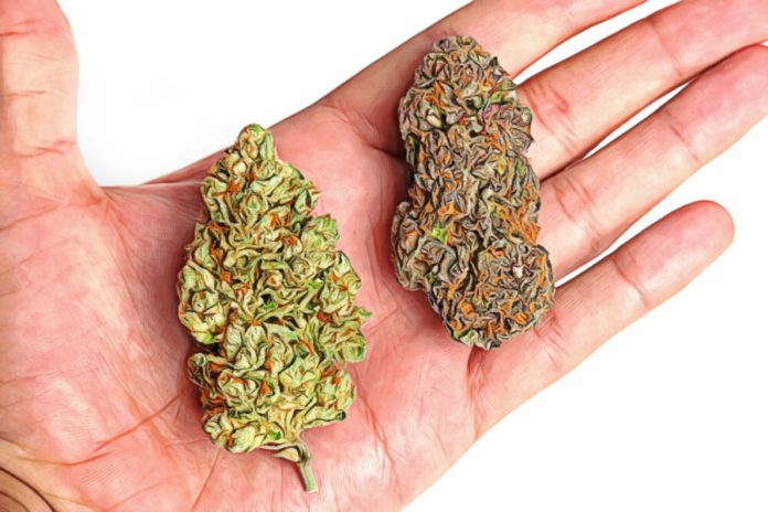 difference between sativa and indica