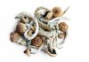Can You Overdose on Shrooms? Types, Dosage and Dangers can you overdose on mushrooms