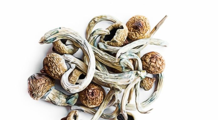 Can You Overdose on Shrooms? Types, Dosage and Dangers can you overdose on mushrooms