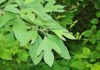 What is Sassafras: MDA Drug Side Effects and Signs of Overdose what is sassafras
