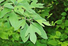 What is Sassafras: MDA Drug Side Effects and Signs of Overdose what is sassafras