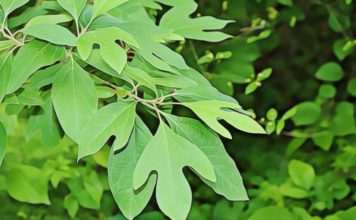 What is Sassafras: MDA Drug Side Effects and Signs of Overdose what is sassafras