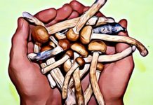 Do Shrooms Show Up on a Drug Test? Types of Tests, Dosage and Effects how long do shrooms last