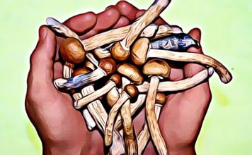 Do Shrooms Show Up on a Drug Test? Types of Tests, Dosage and Effects how long do shrooms last