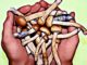 Do Shrooms Show Up on a Drug Test? Types of Tests, Dosage and Effects how long do shrooms last