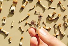 How Long do Shrooms Stay in Your System? How Long Do They Last? how long does it take shrooms to kick in