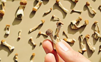 How Long do Shrooms Stay in Your System? How Long Do They Last? how long does it take shrooms to kick in