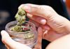 How to Tell if Weed is Laced: Knowing the Dangers of Laced Marijuana laced marijuana