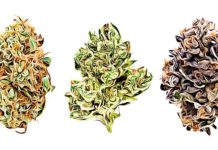 Dissecting Cannabis Sativa and Its Side Effects exotic cannabis strains