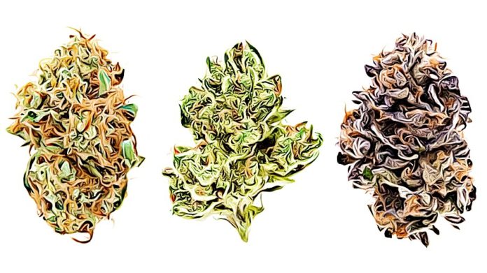 exotic cannabis strains