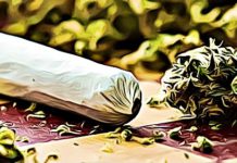 Does Regular Weed Use Cause Permanent Brain Damage? moon rock weed