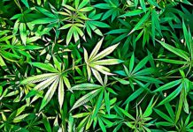 The Highs and Lows of Cannabis Consumption keep cannabis storage