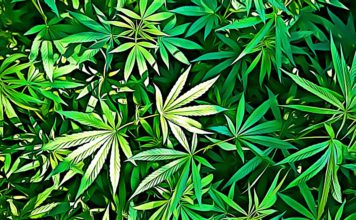 The Highs and Lows of Cannabis Consumption keep cannabis storage