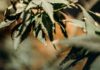 Marijuana Is Schedule III Now, For Some Products. Here Is What That Means. Close-up of a cannabis plant, illustrating the April 2026 federal decision moving some marijuana products from Schedule I to Schedule III
