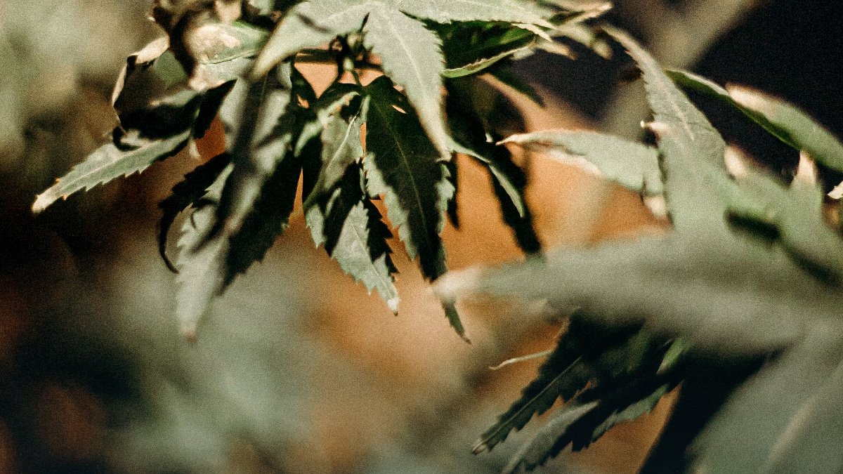 Close-up of a cannabis plant, illustrating the April 2026 federal decision moving some marijuana products from Schedule I to Schedule III