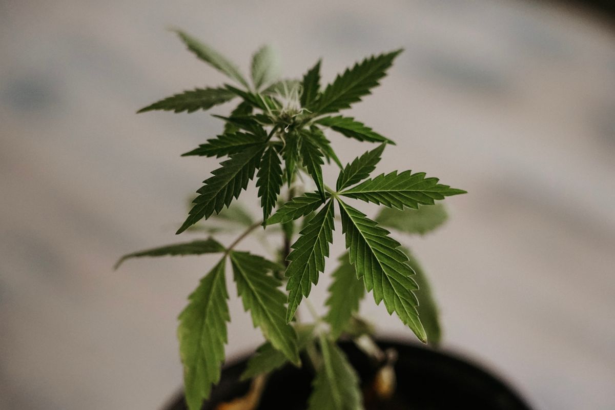 A single green cannabis leaf resting on a plain grey surface