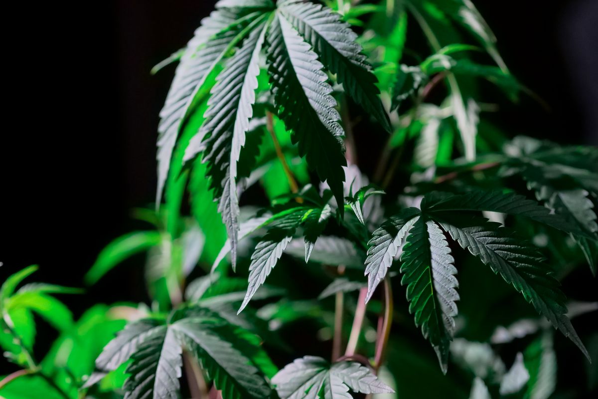 Green cannabis leaves photographed against a dark background