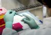 Xylazine, Medetomidine and Nitazenes: What the Testing Data Shows A gloved scientist handling labeled sample vials in a sterile laboratory.